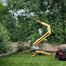 Best Tree and Shrub Care  in Elmira Heights, NY