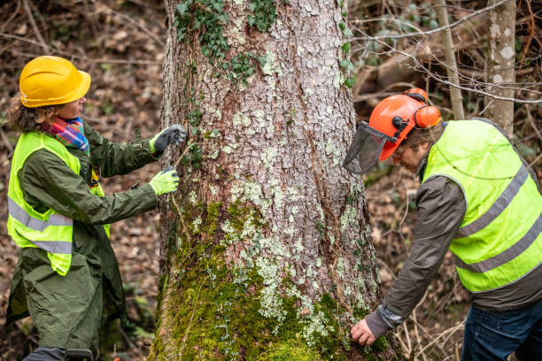 Professional Tree Services in Elmira Heights, NY