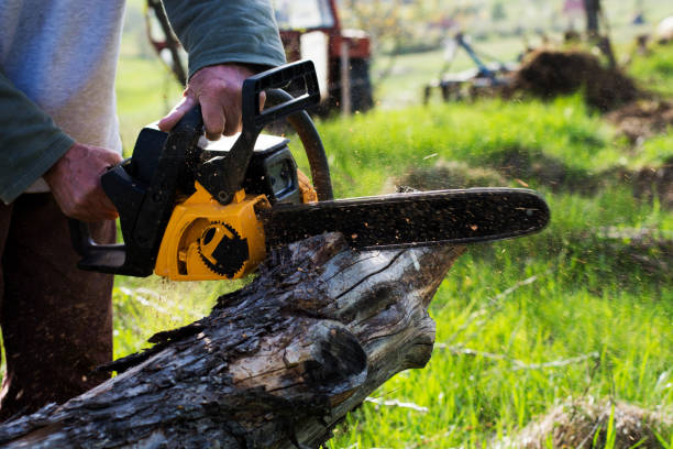 Best Tree Removal Service  in Elmira Heights, NY